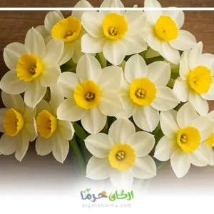 گل نرگس بهبهان