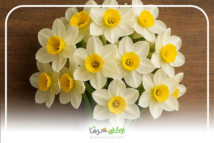 خرید گل نرگس گل نرگس بهبهان